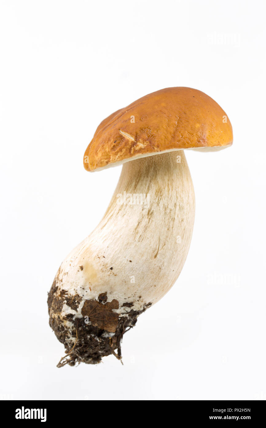 Un unico Boletus Edulis Mushroom su uno sfondo bianco. Questi funghi sono noti anche come CEPS, porcini o porcini. Il Dorset England Regno Unito GB Foto Stock