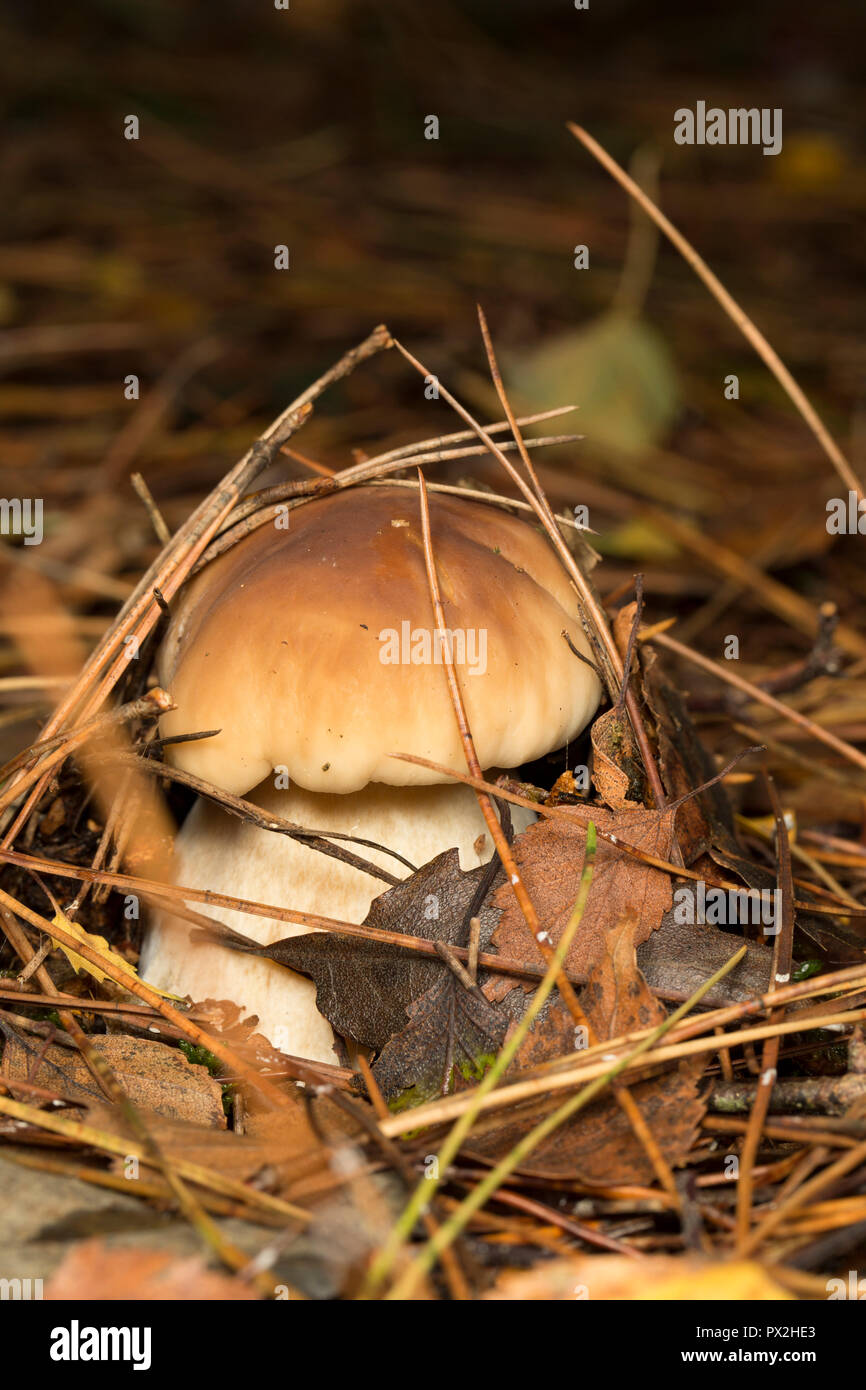 Un Boletus Edulis Mushroom emergenti nel bosco in New Forest. Il Boletus Edulis Mushroom è anche noto come cep, penny bun o porcini. Nuova Foresta Foto Stock