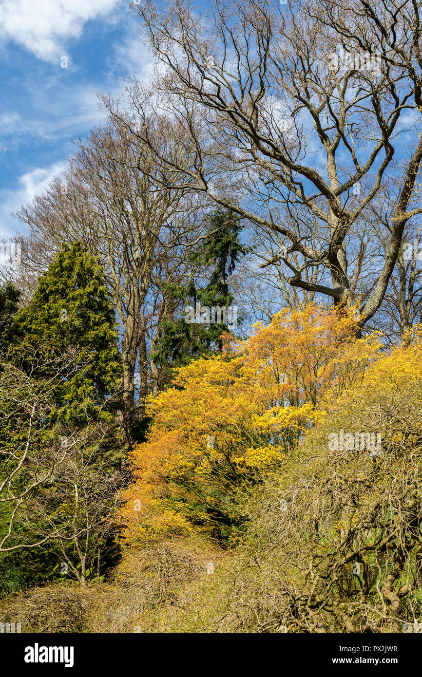 Foglie sugli alberi, Weir giardino, Swainshill, Hereford, England, Regno Unito Foto Stock