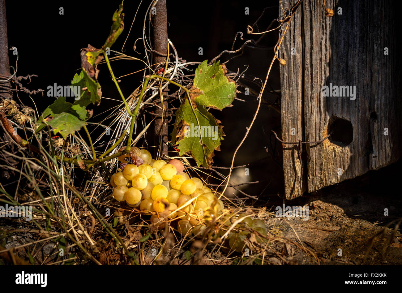 Vista di grappoli di uva sul davanzale più antiche in ottobre italiano casa colonica Foto Stock