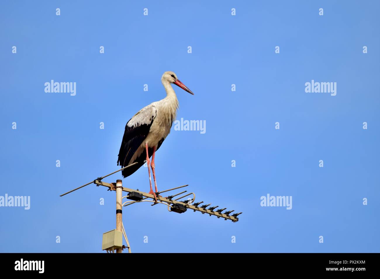 Cicogna bianca, Ciconia ciconia, migrazione oltre le isole maltesi, piano di appoggio e di bilanciamento sulla TV antenna, antenna, trasmettitore, urban bird natura Foto Stock