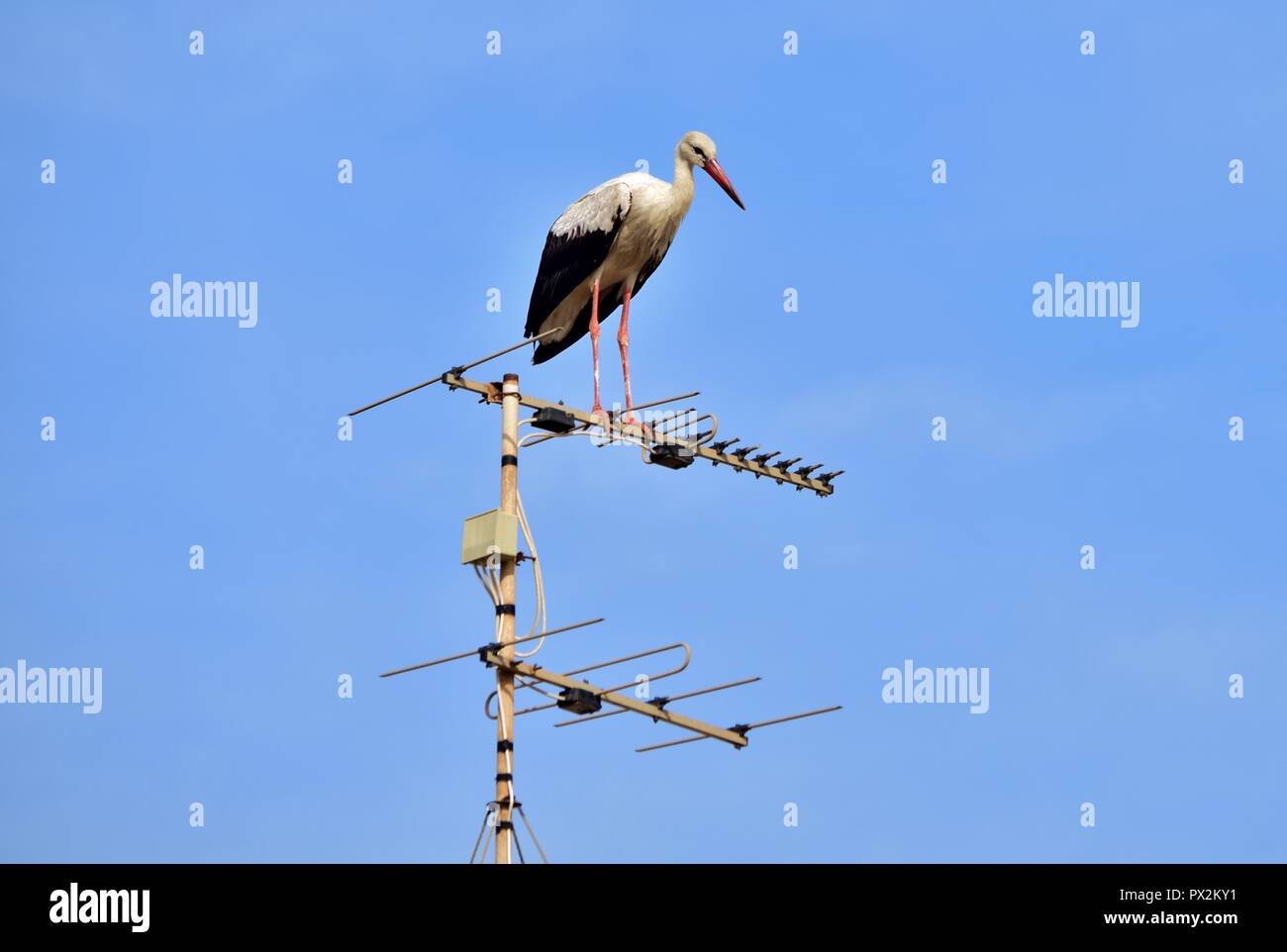 Cicogna bianca, Ciconia ciconia, migrazione oltre le isole maltesi, piano di appoggio e di bilanciamento sulla TV antenna, antenna, trasmettitore, urban bird natura Foto Stock