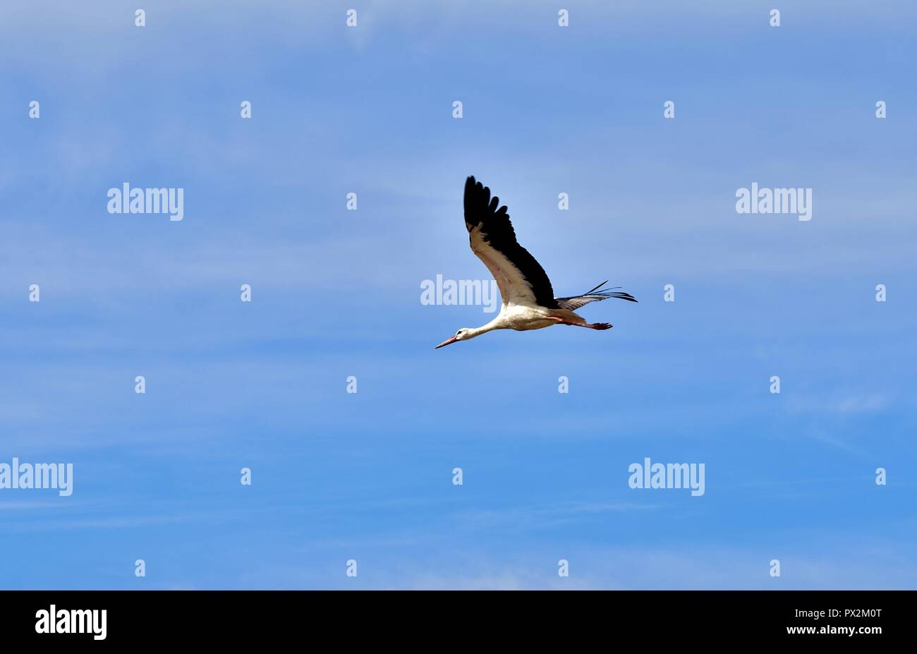 Una cicogna bianca, Ciconia ciconia, migrazione oltre le isole maltesi. Uccello è in volo, ali e collo proteso, volare in azzurro cielo mattutino . Foto Stock