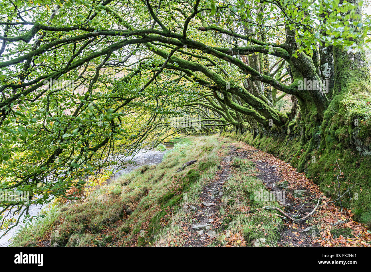 Alberi a sbalzo sui due mori modo sul fiume Barle vicino Simonsbath, Exmoor, REGNO UNITO Foto Stock