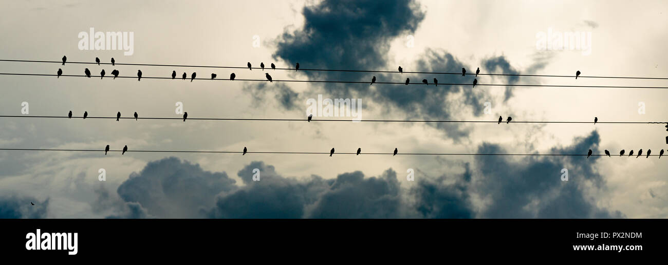 Ora sociale per gli uccelli nel profondo sud animali selvatici preening cinguettio di pulizia in appoggio Foto Stock Ora sociale per gli uccelli nel profondo sud animali selvatici preening cinguettio di pulizia in appoggio Foto Stock