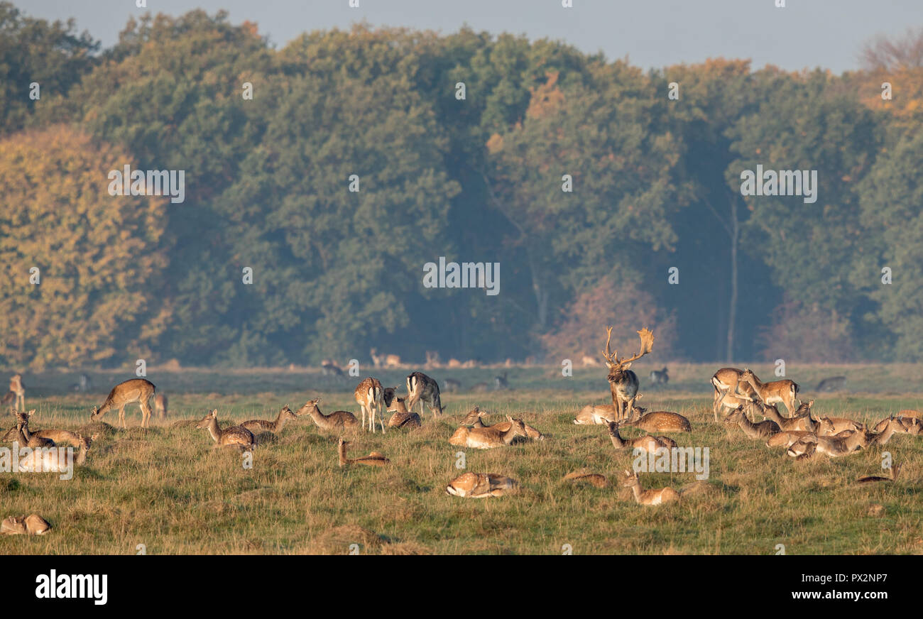 Daini, Dama Dama, buck con la sua mandria di fa alla Eremitagesletten in Dyrehave, Danimarca. Foto Stock