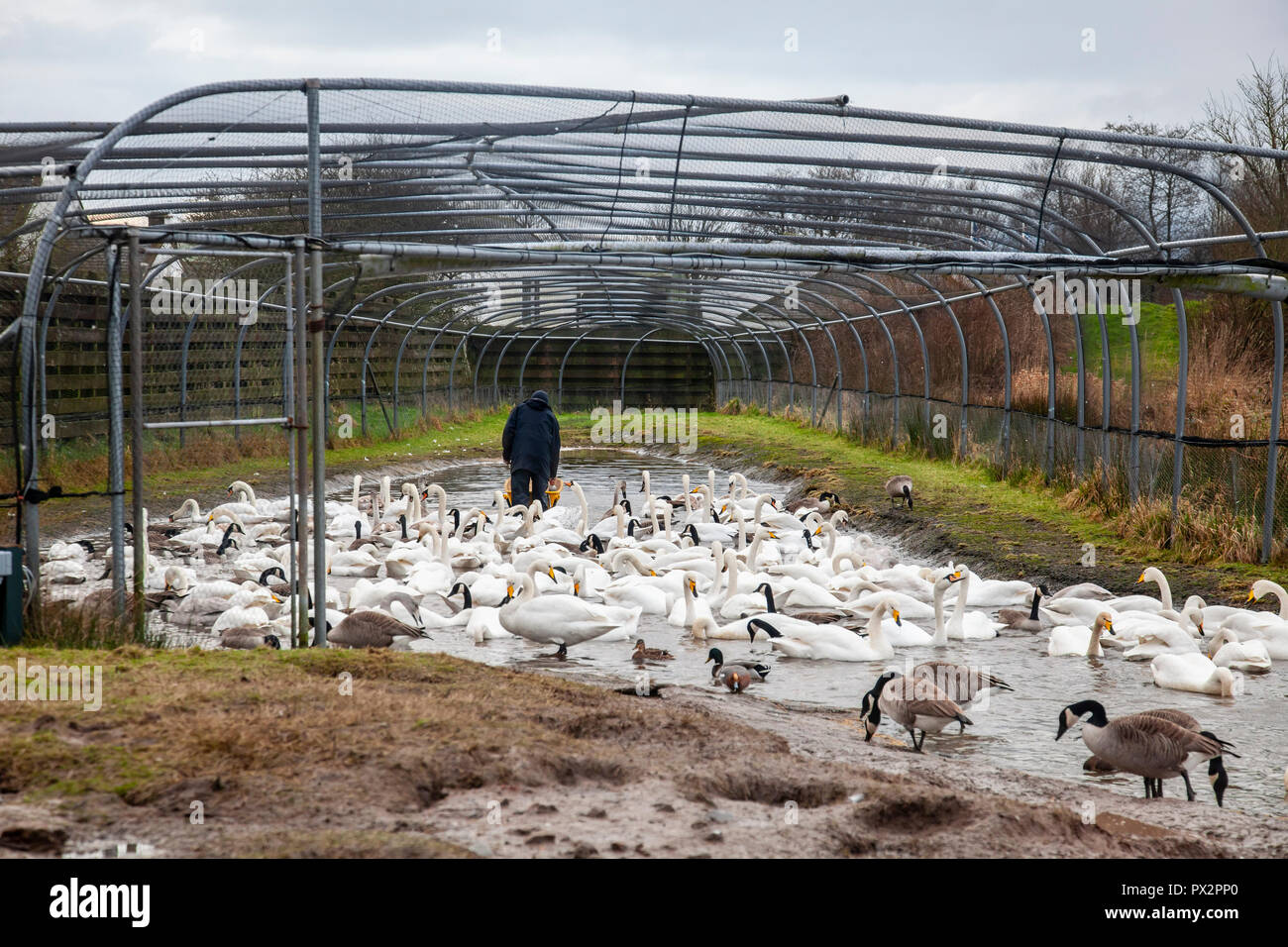 Riserva operaio a WWT Caerlaverock, S-W Scozia, alimentando i cigni dal grano in una carriola all'interno di The Swan canalizzazione in modo che gli uccelli sarà usato per Foto Stock
