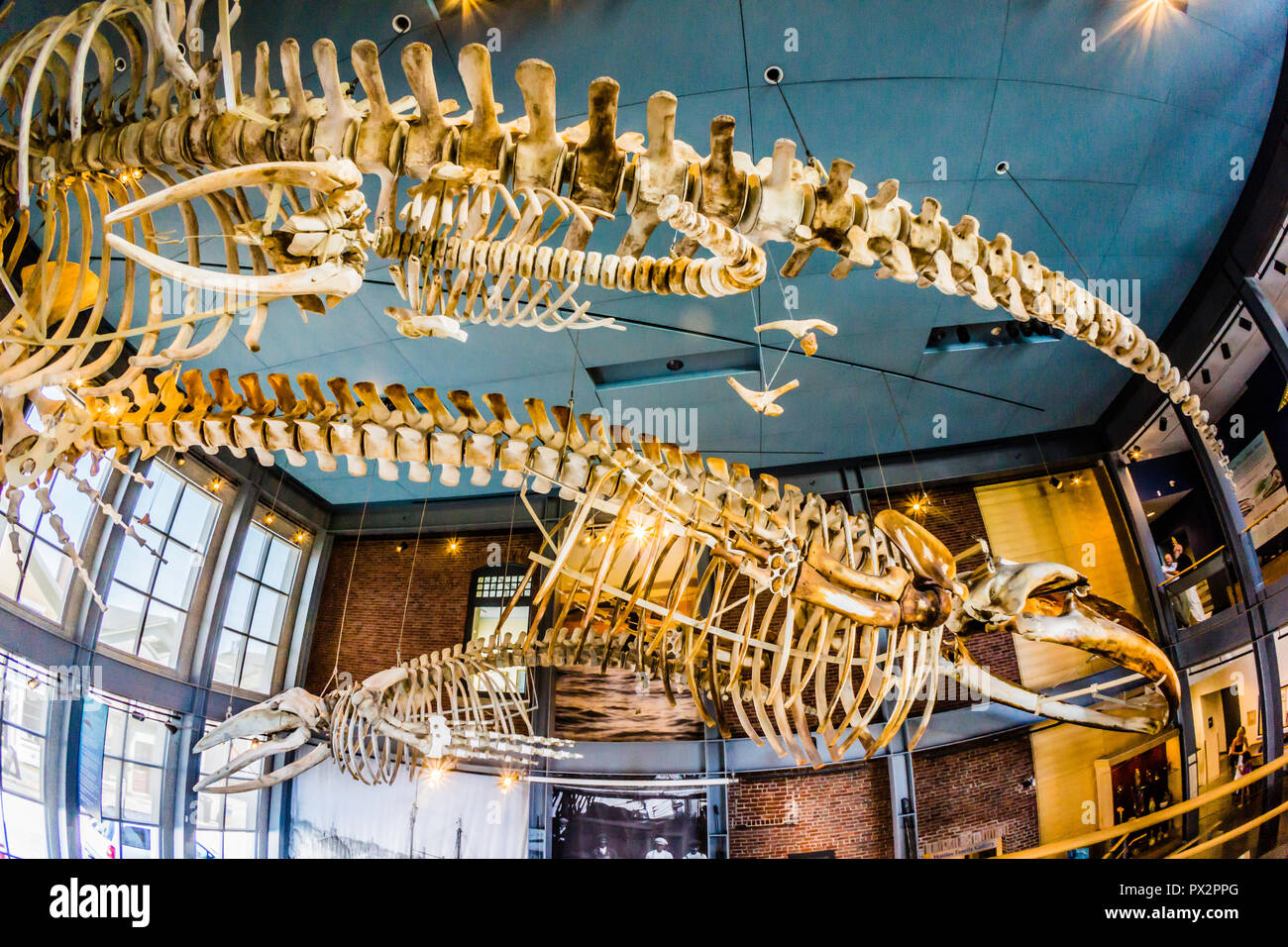 New Bedford Whaling Museum   New Bedford, Massachusetts, STATI UNITI D'AMERICA Foto Stock