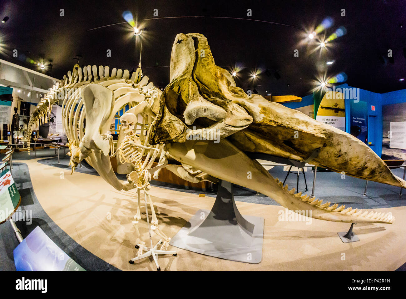 New Bedford Whaling Museum   New Bedford, Massachusetts, STATI UNITI D'AMERICA Foto Stock