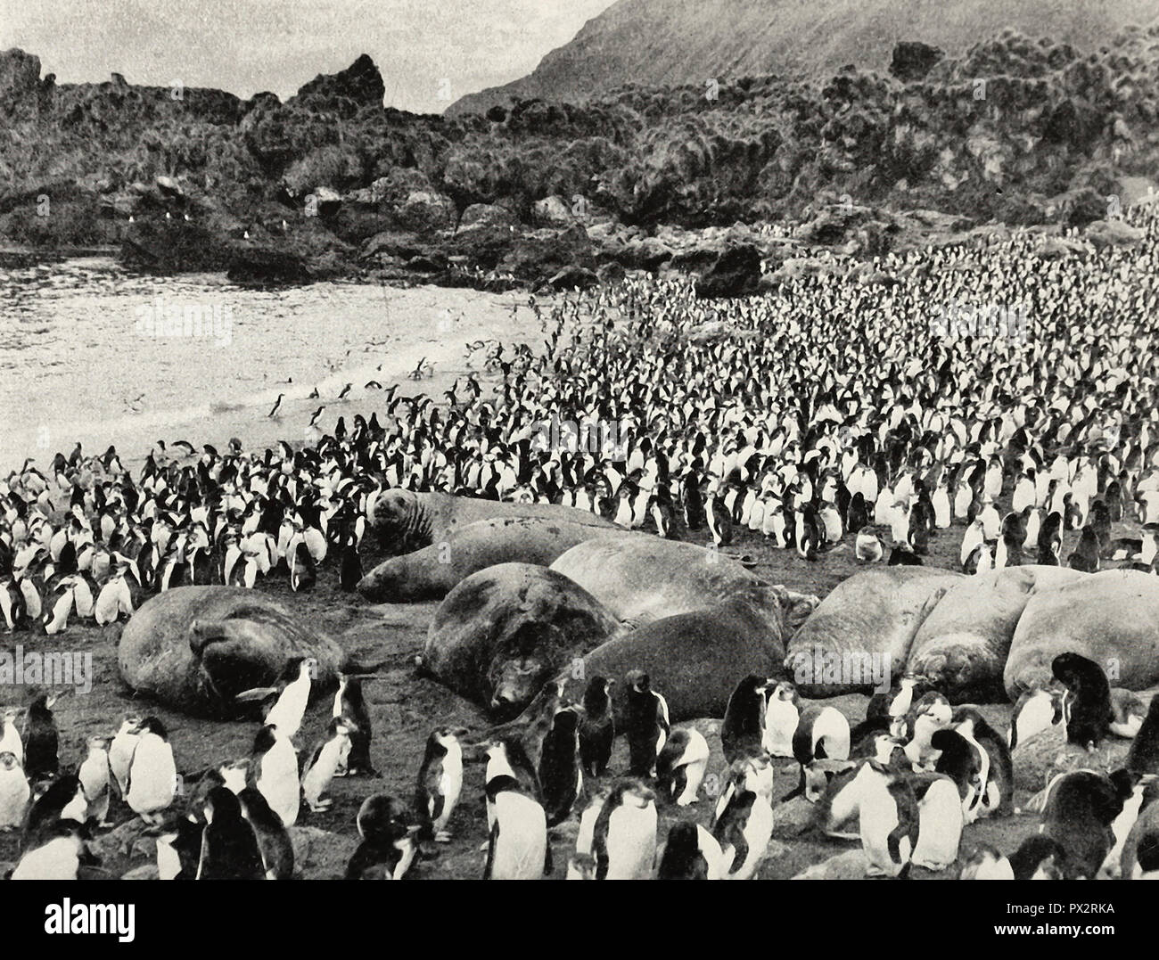 Gli elefanti di mare e i pinguini reali a estremità Sud Rookery, Macquarie Island Foto Stock