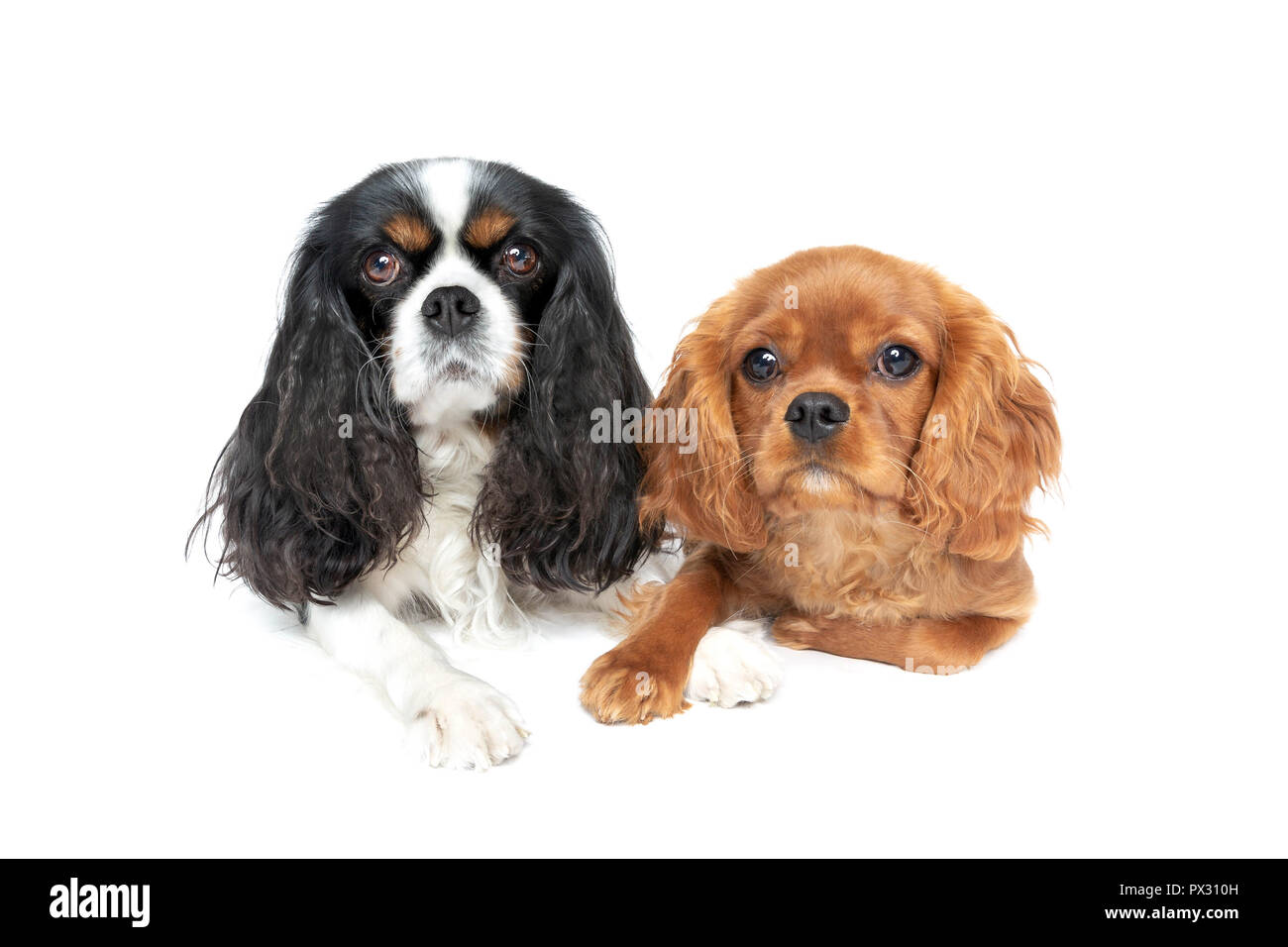 Due bellissimi cani con zampe incrociate isolato su sfondo bianco Foto Stock