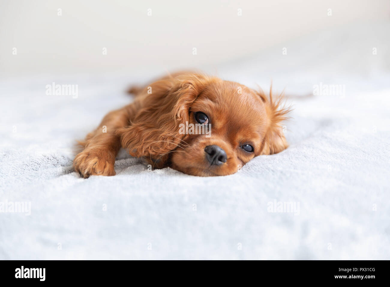 Grazioso cucciolo rilassante sul morbido manto Foto Stock