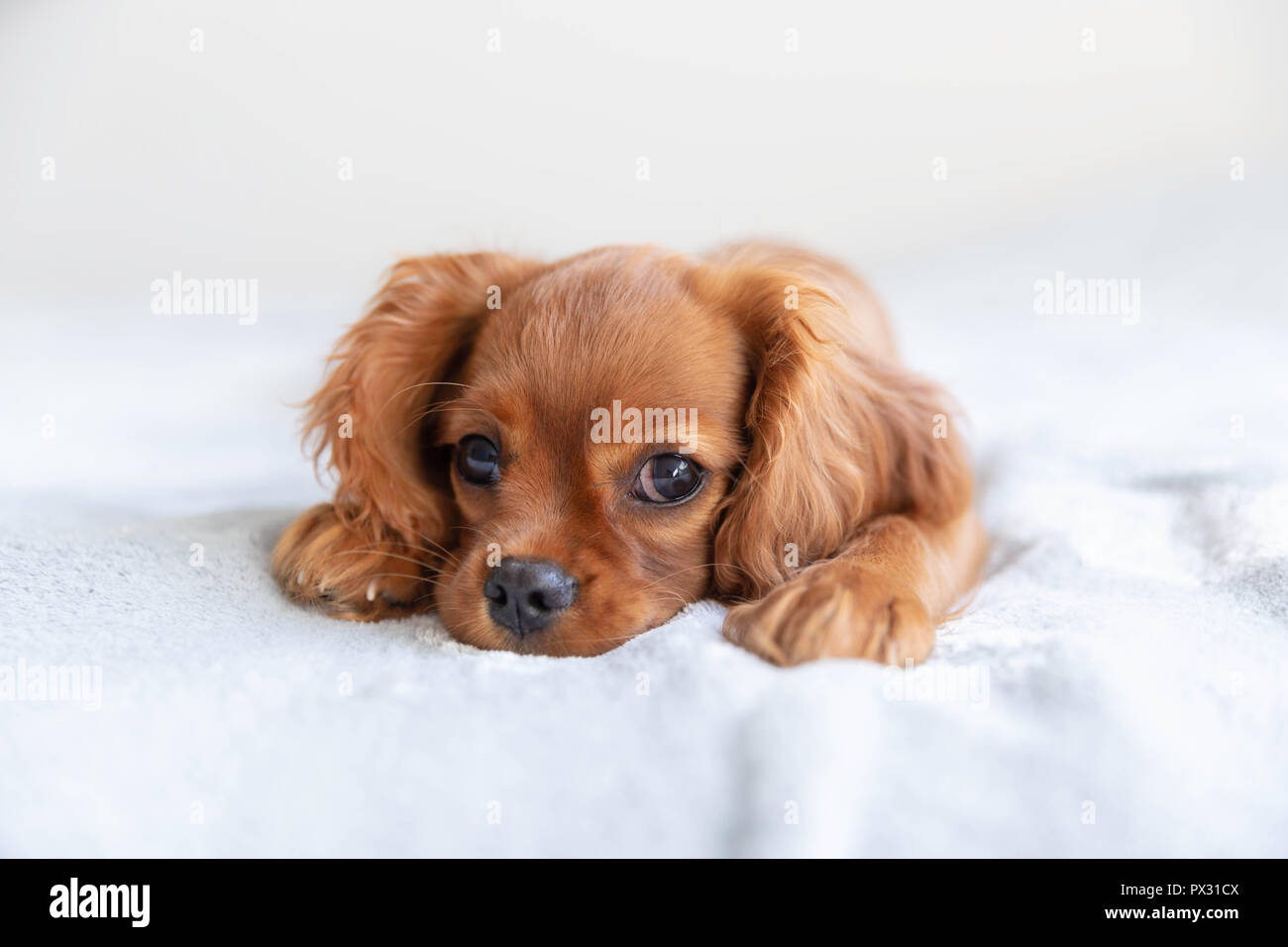 Grazioso cucciolo rilassante sul morbido manto Foto Stock