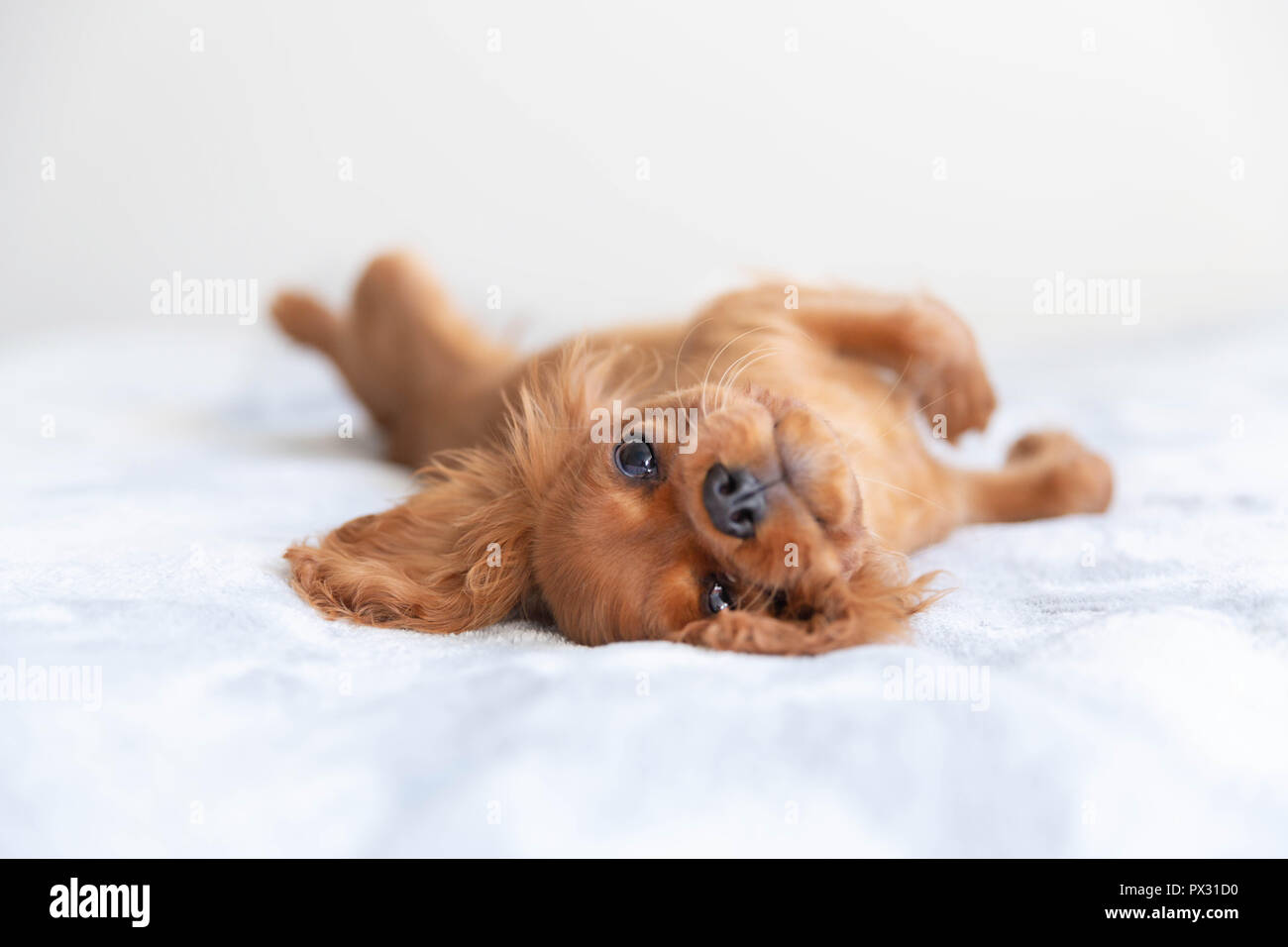 Grazioso cucciolo rilassante sul morbido manto Foto Stock