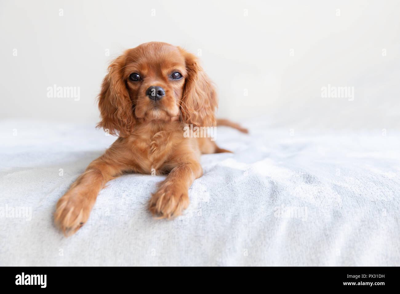 Grazioso cucciolo rilassante sul morbido manto Foto Stock