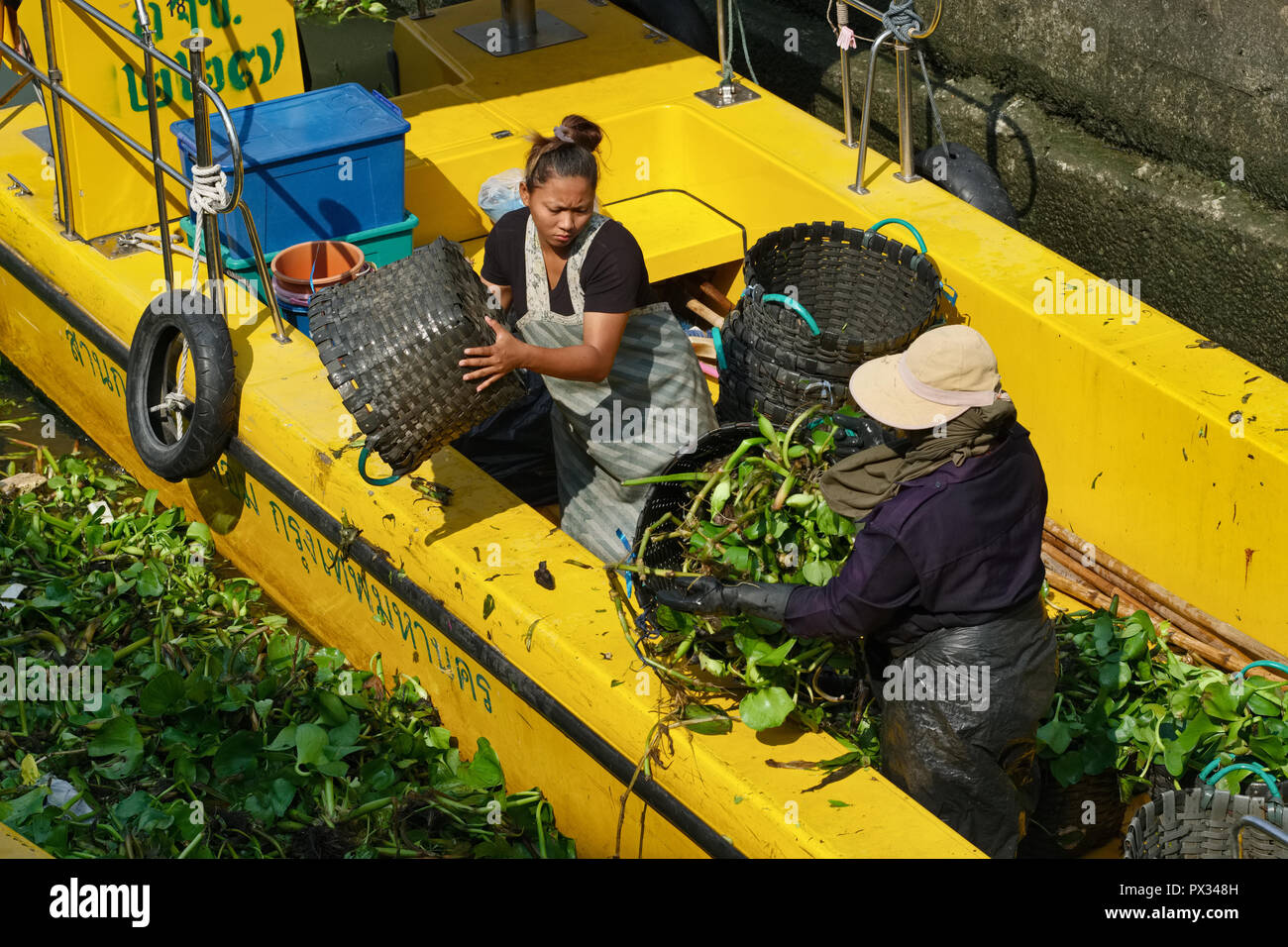 Lavoratori municipali in prossimità Ratchawong Pier, Bangkok, Thailandia, rimuovere giacinto di acqua raccolte dal fiume Chao Phraya per ulteriore smaltimento Foto Stock