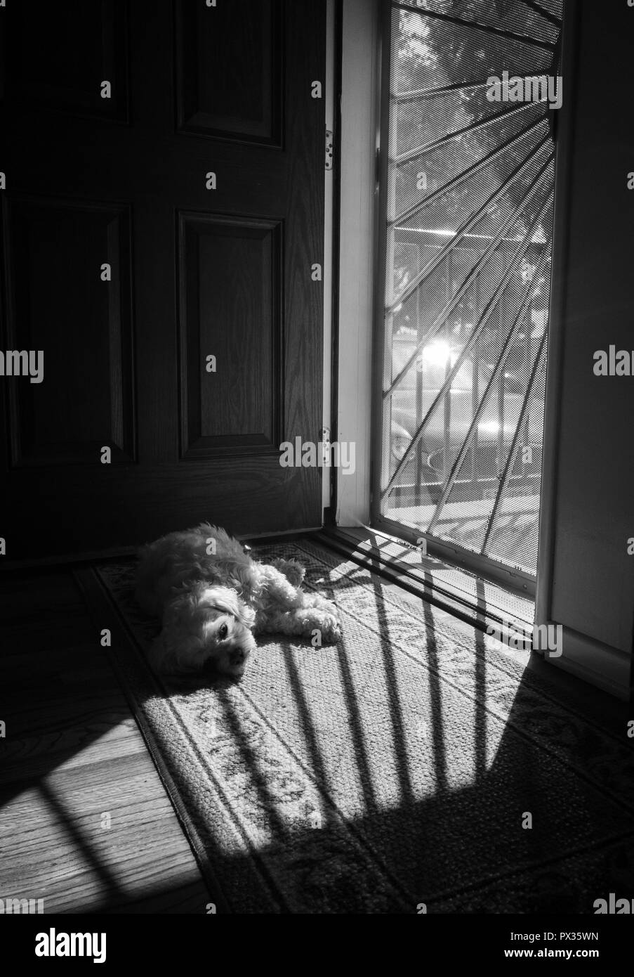 Il cane a prendere il sole in una porta dello schermo - foto in bianco e nero Foto Stock