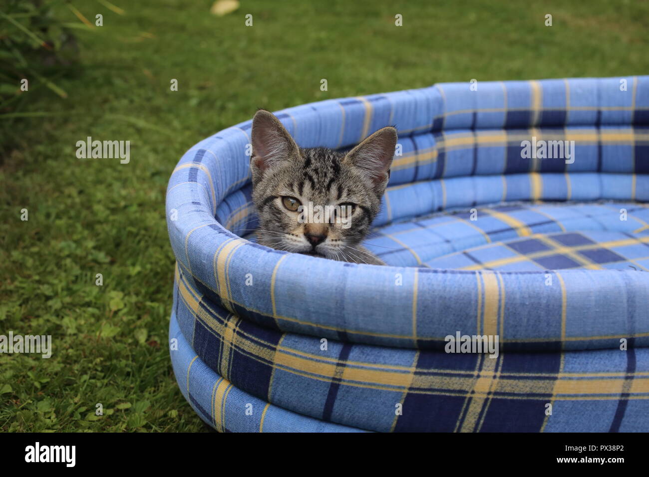 Assonnato gattino sul morbido blu lettino pet in giardino Foto Stock