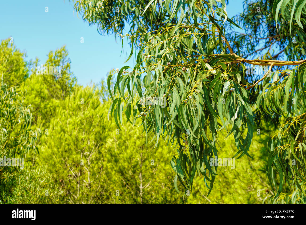 Verde Eucalipto foglie sfondo astratto con il sole che splende Foto Stock