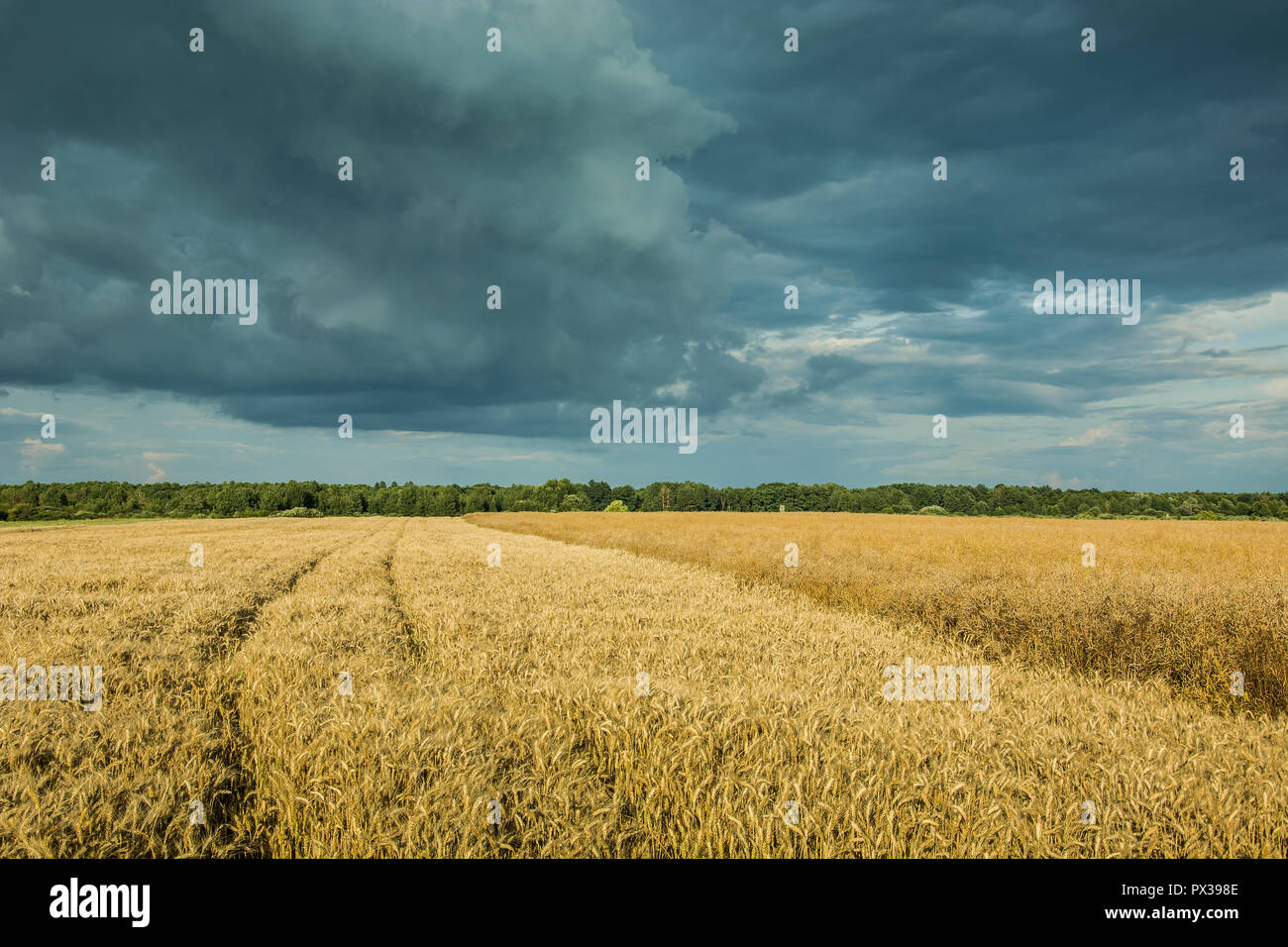 Le tracce in un campo di grano, foresta all'orizzonte e nuvole nel cielo Foto Stock