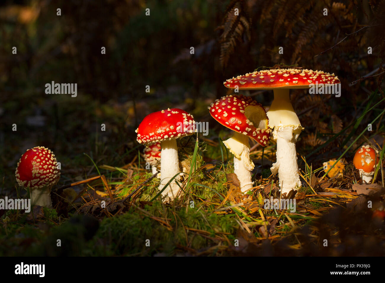 Fly agaric toadstools, amanita muscaria e crescente in boschi in New Forest Hampshire England Regno Unito GB Foto Stock