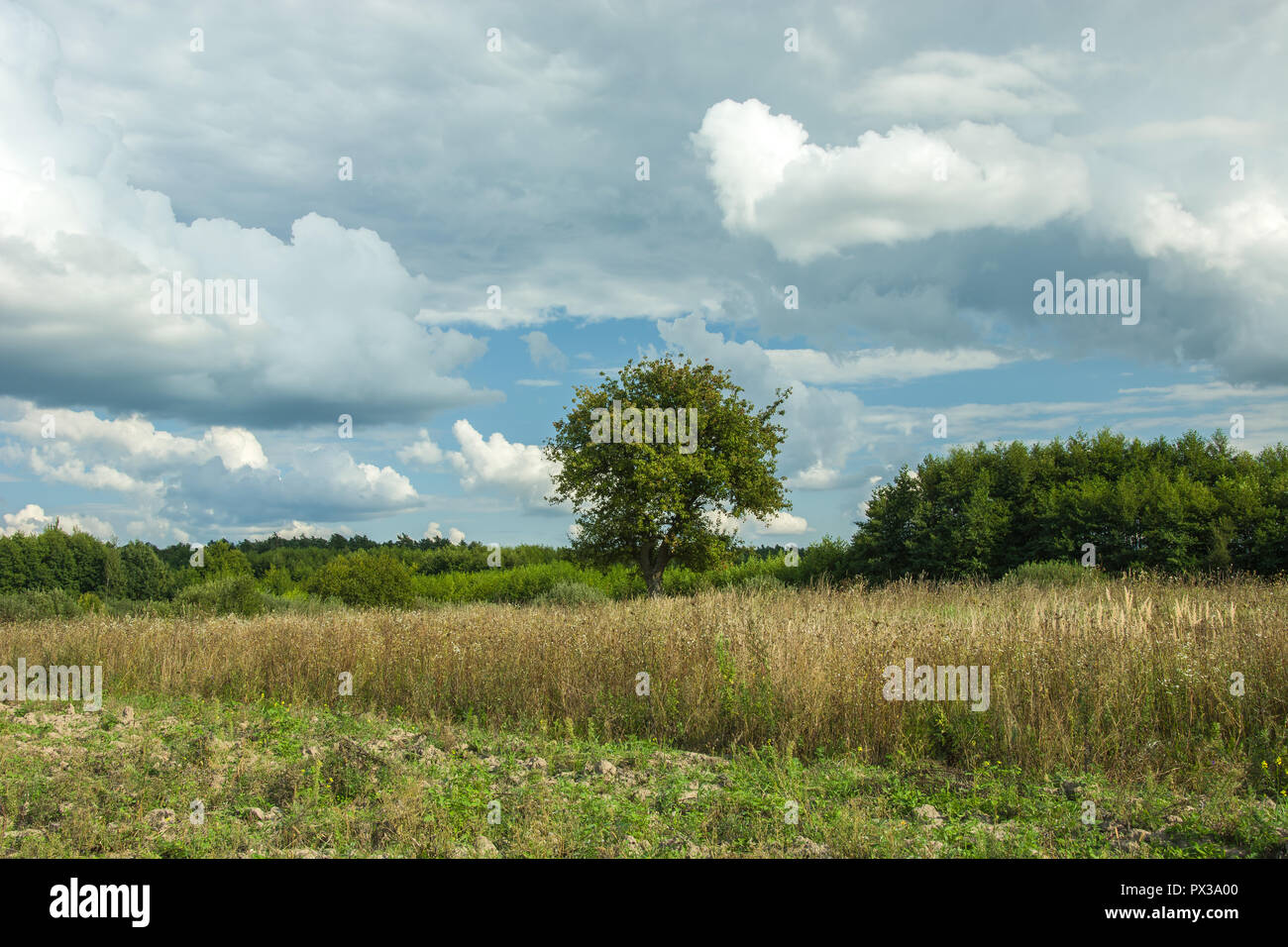 Erba secca, foresta e bianco-grigio nuvole nel cielo blu Foto Stock