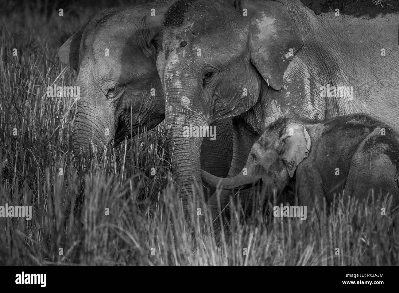 Questa immagine di madre e bambino elefante è tenuto presso il Parco Nazionale di Kaziranga in India. Foto Stock