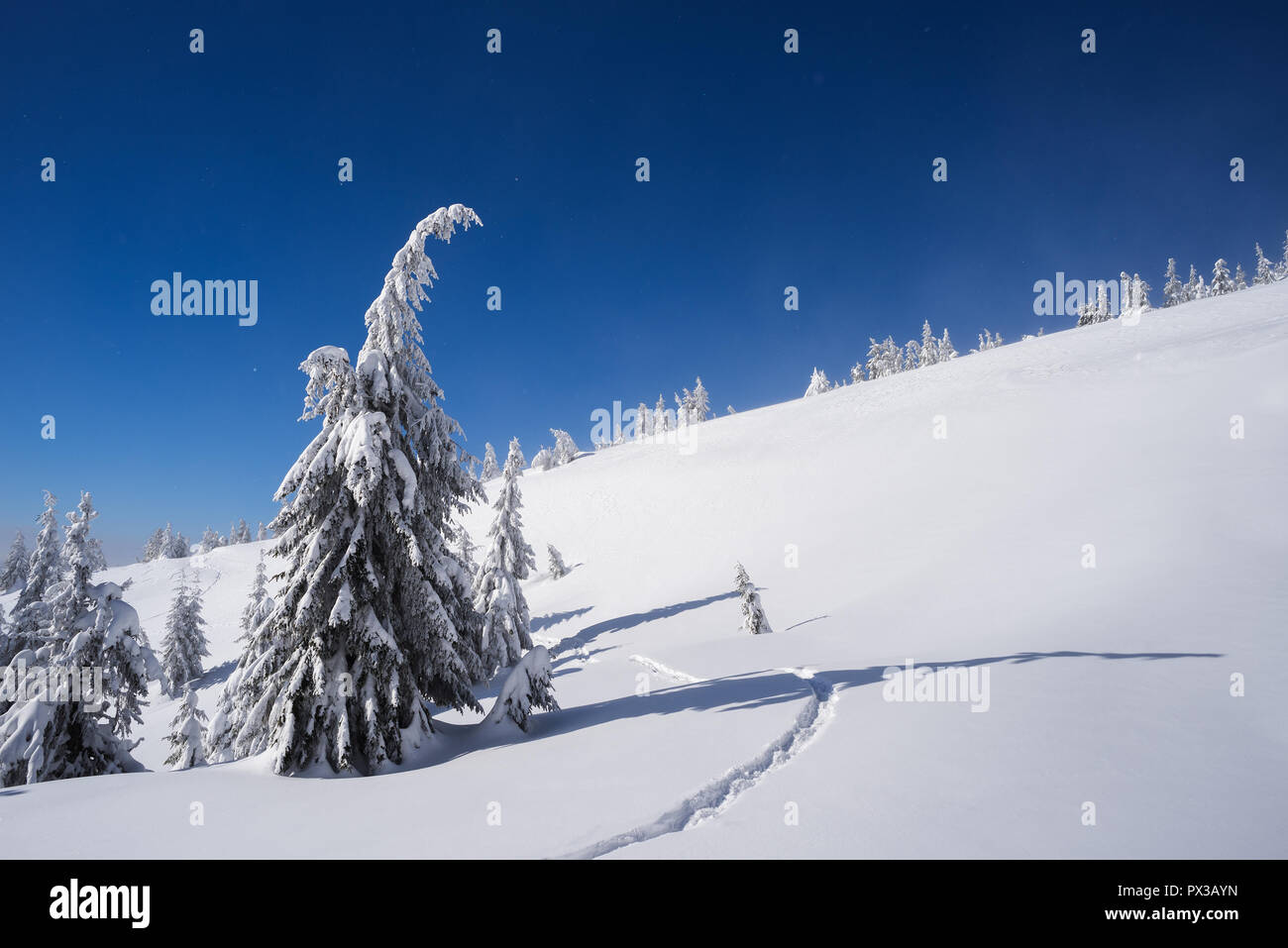 Escursioni in montagna in inverno. Tempo molto soleggiato con cielo blu. Paesaggio con un sentiero e alberi nella neve Foto Stock
