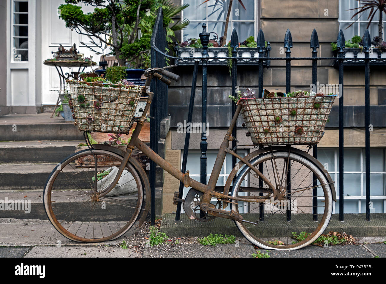 Un nuovo display di succulente su una porta nella zona nuova di Edinburgo. Foto Stock