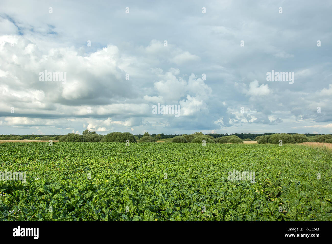 Campo verde di bietole sotto la foresta e le nuvole nel cielo Foto Stock