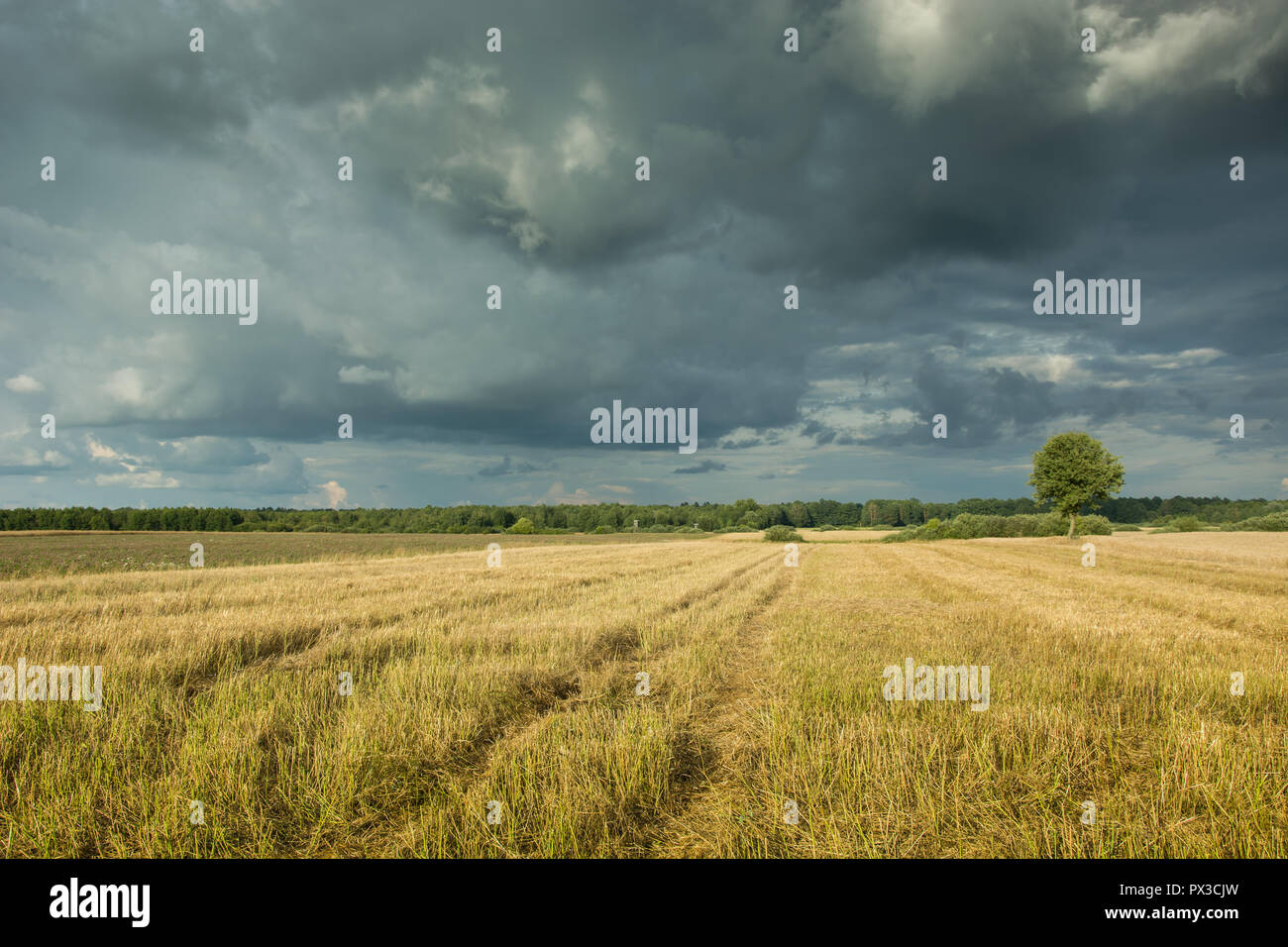 Campo di grano e nuvole nel cielo Foto Stock
