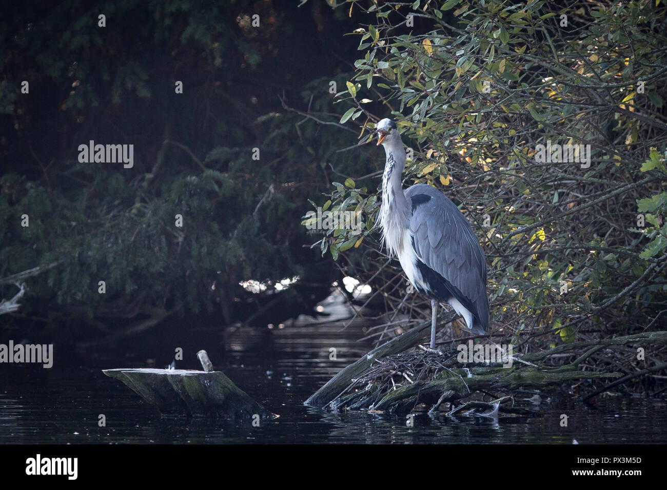 Clumber Park, Worksop, Nottinghamshire, Regno Unito. Venerdì 19 ottobre 2018. Un singolo Heron orologi il lago durante una giornata di sole a Clumber Park, Worksop, Nottinghamshire, Regno Unito. Credit: UK Sport agenzia/Alamy Live News Foto Stock