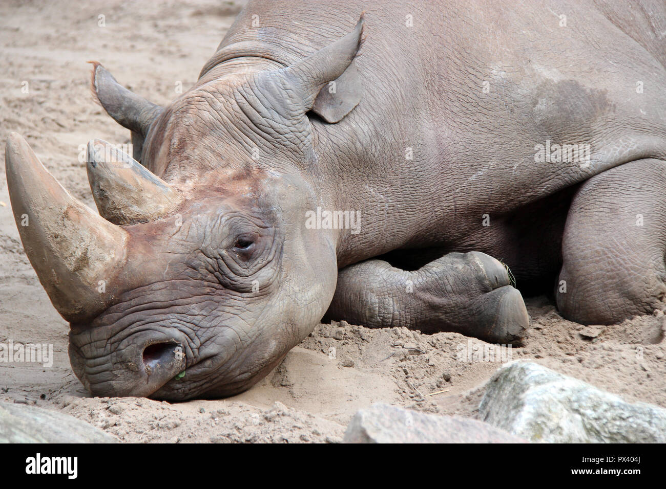 Un rinoceronte in uno zoo di Berlino (Germania). Foto Stock