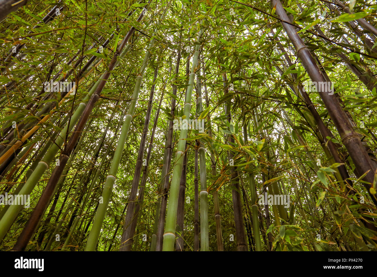 Foresta di Bamboo con una vista al top Foto Stock