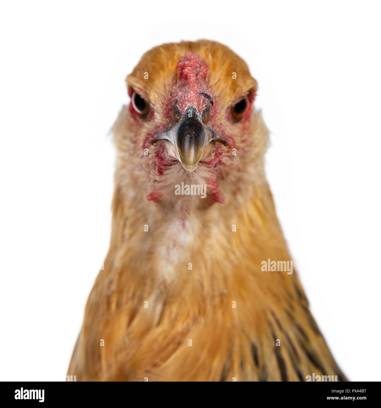 Colpo alla testa di giovani Brahma pollo vista anteriore guardare dritto verso la fotocamera, isolati su sfondo bianco Foto Stock