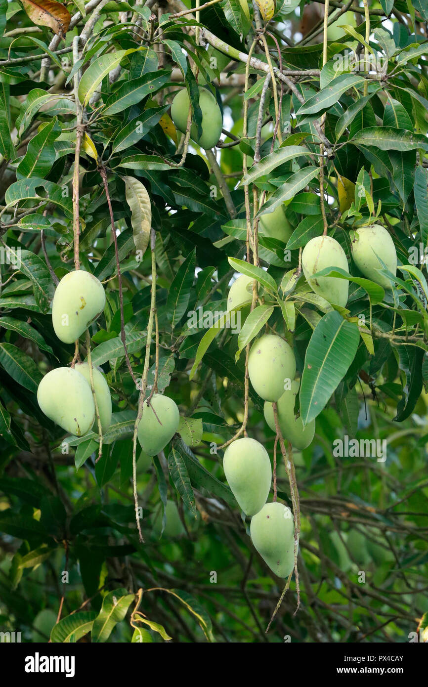 Green mango (Mangifera indica) appeso a un albero. In Cai Be. Il Vietnam. Foto Stock