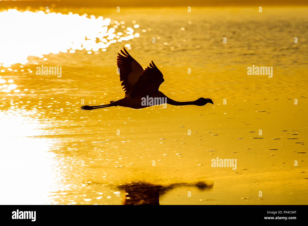 Flying Flamingo sopra la laguna di Chaxa ad Atacama (Cile) Foto Stock Flying Flamingo sopra la laguna di Chaxa ad Atacama (Cile) Foto Stock