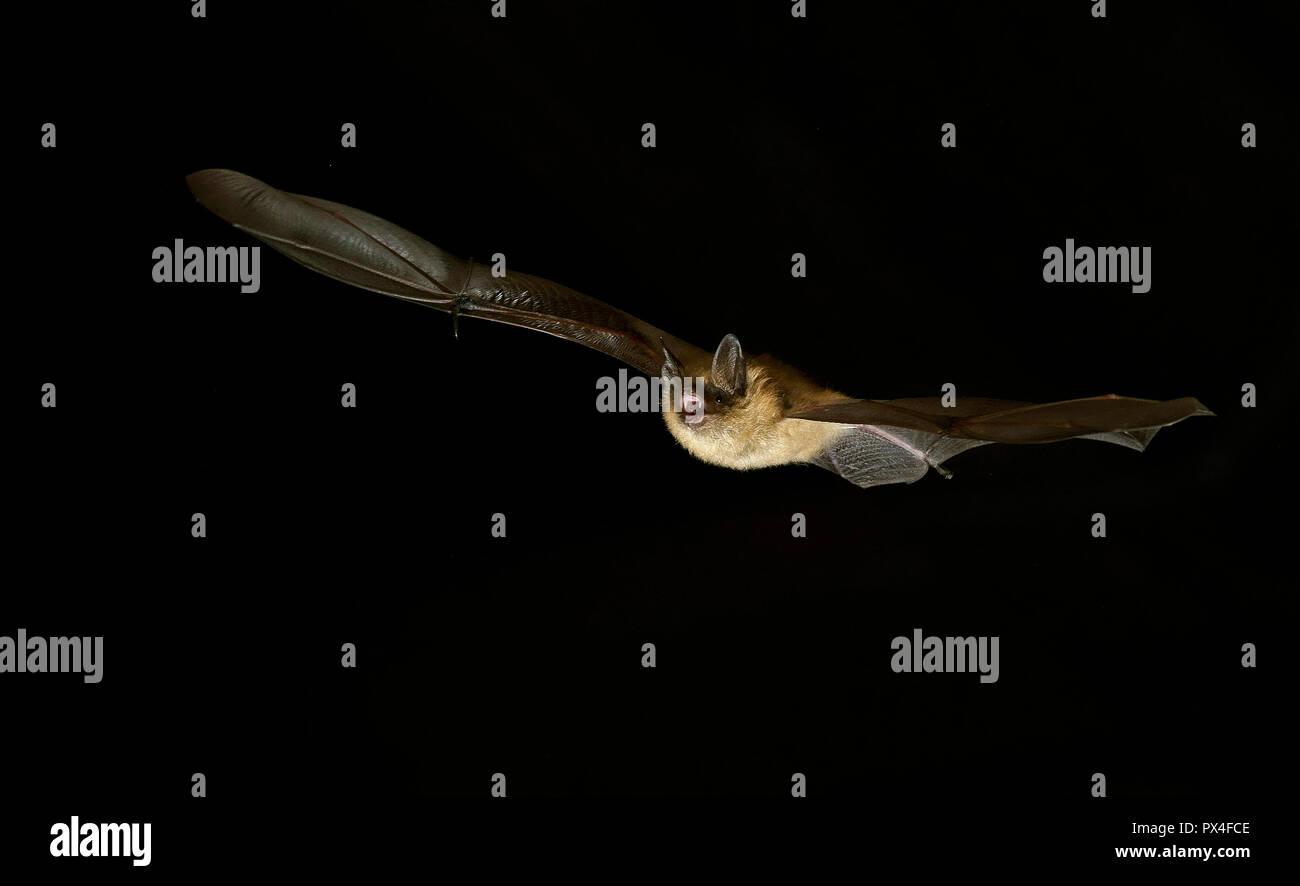 Geoffroy bat (Myotis emarginatus) in volo di notte, Lussemburgo Foto Stock