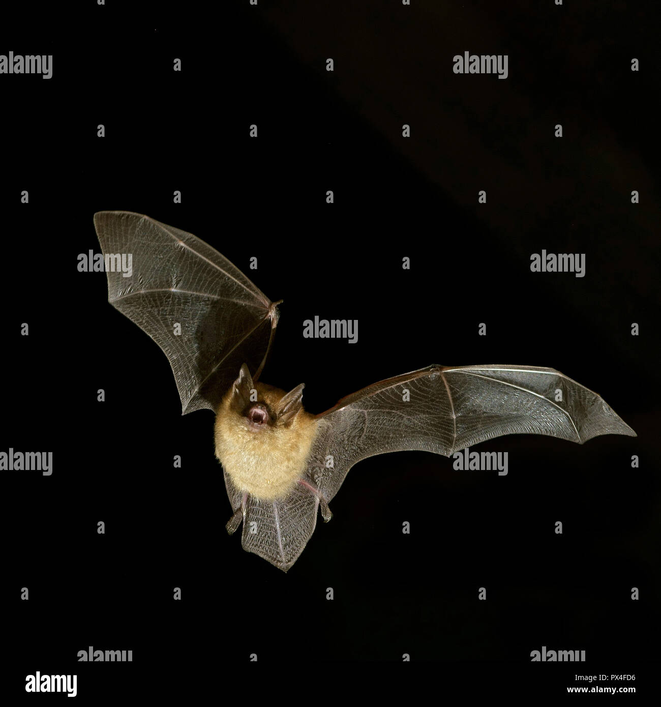 Geoffroy bat (Myotis emarginatus) in volo di notte, Lussemburgo Foto Stock