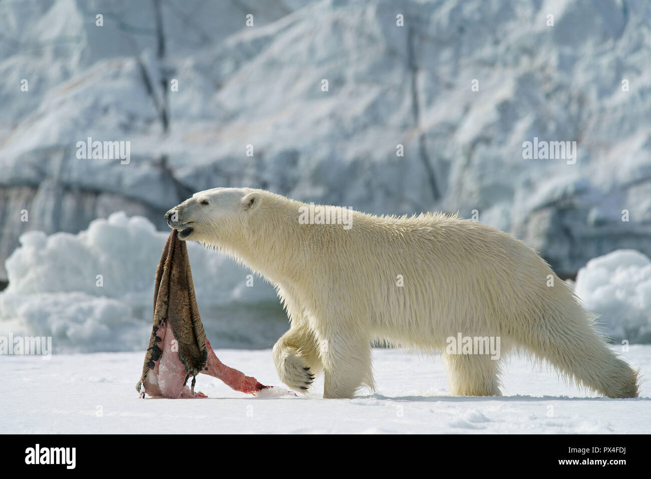 Orso polare (Ursus maritimus) con guarnizione catturata pelle, Svalbard artico norvegese, Norvegia Foto Stock
