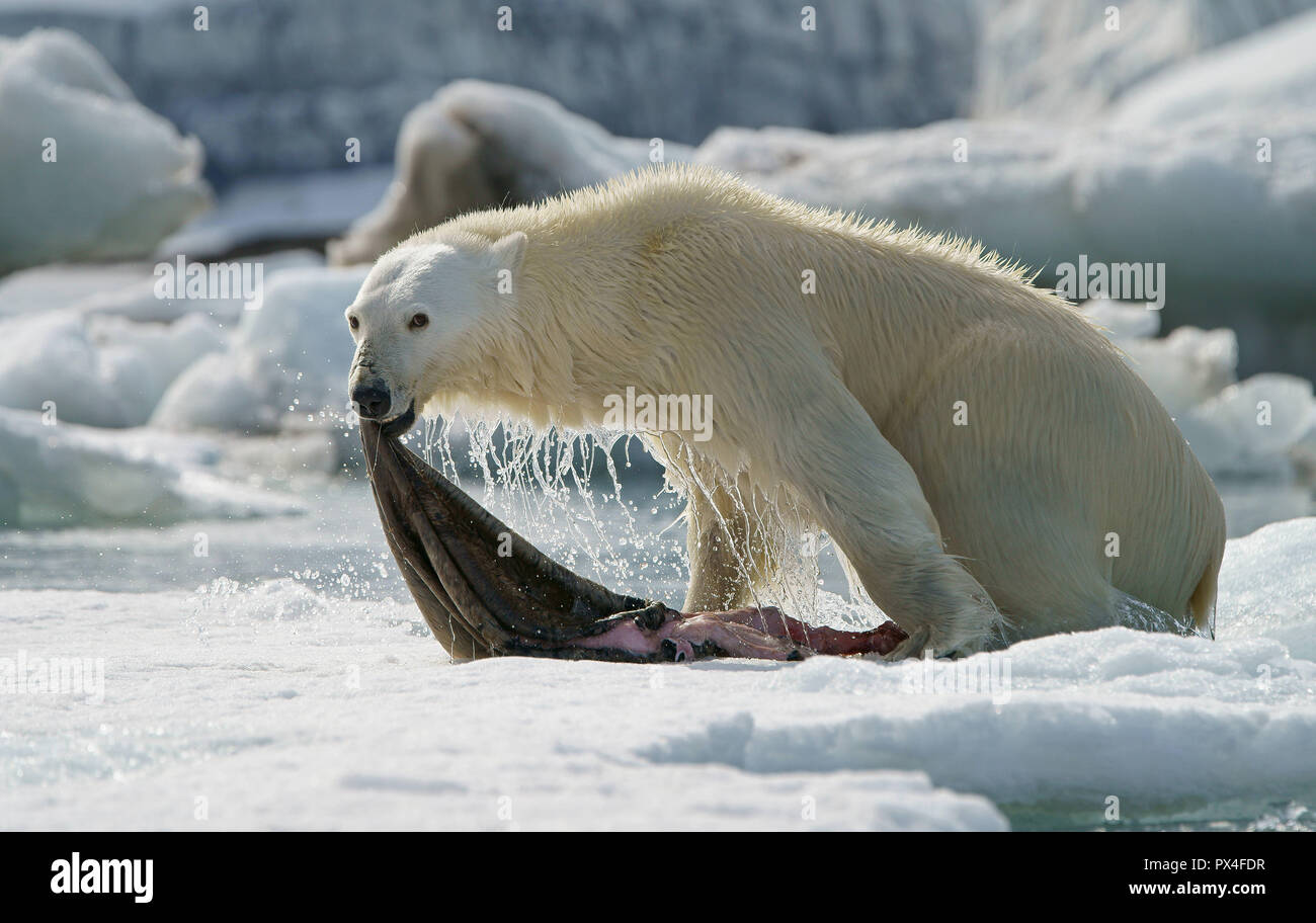 Orso polare (Ursus maritimus) con una guarnizione catturata pelle che si innalzano al di fuori dell'acqua, Svalbard artico norvegese, Norvegia Foto Stock
