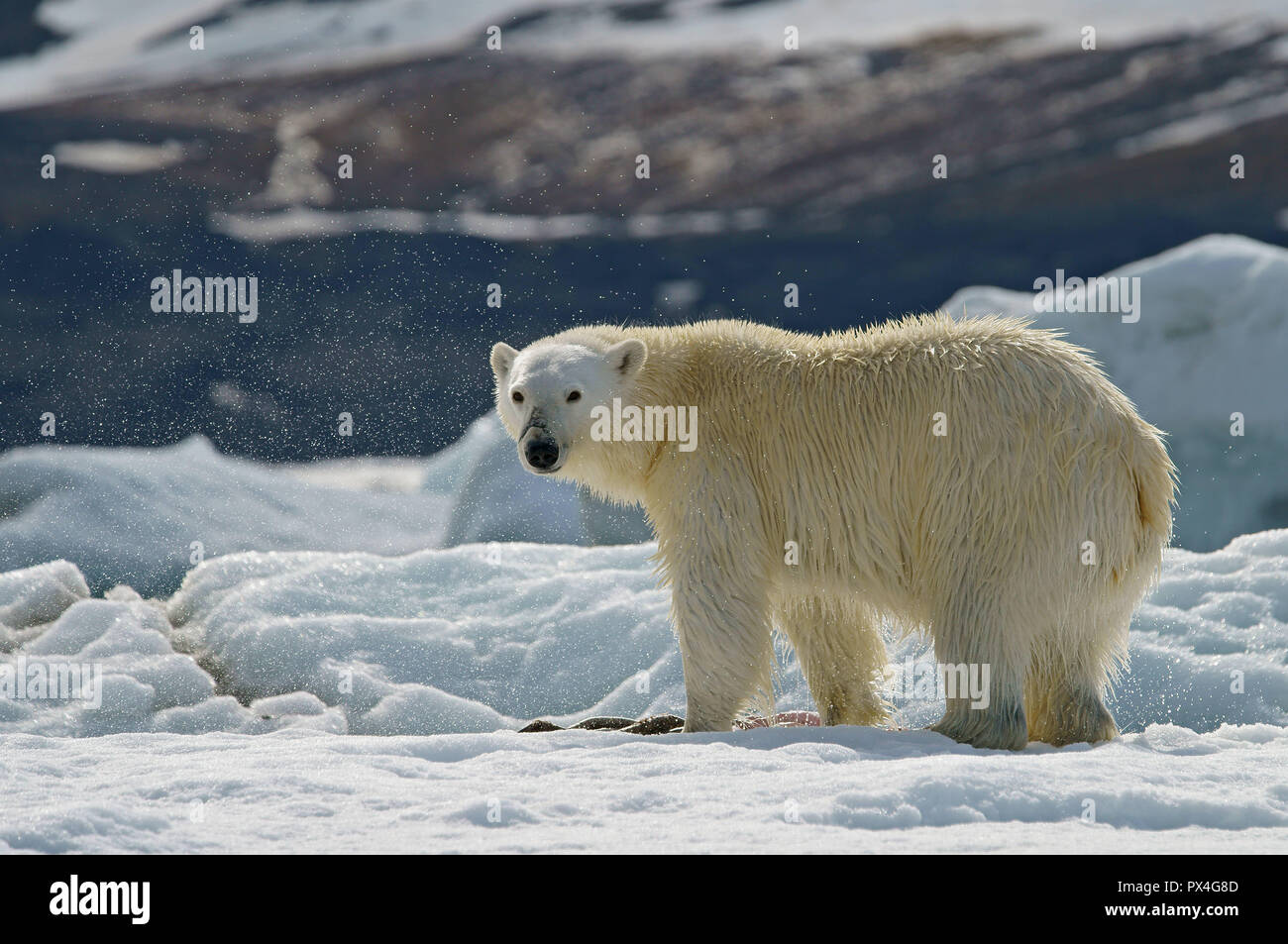 Orso polare (Ursus maritimus) scuote, spruzzi di gocce di acqua, Svalbard artico norvegese, Norvegia Foto Stock