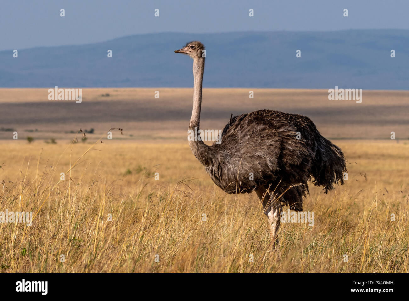 Questa immagine dello struzzo è preso a Masai Mara in Kenya. Foto Stock
