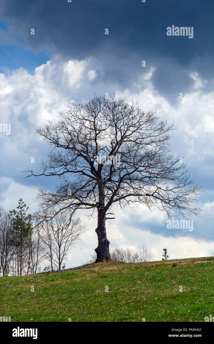 Tree prima di tempesta in montagna plana, Provincia di Sofia, Bulgaria Foto Stock