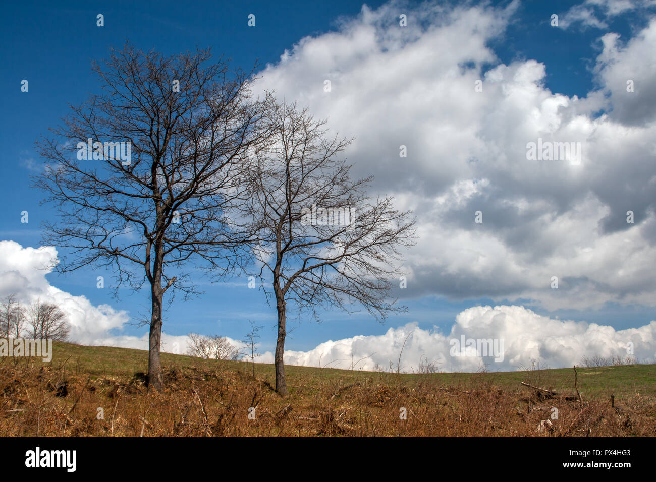 Tree prima di tempesta in montagna plana, Provincia di Sofia, Bulgaria Foto Stock