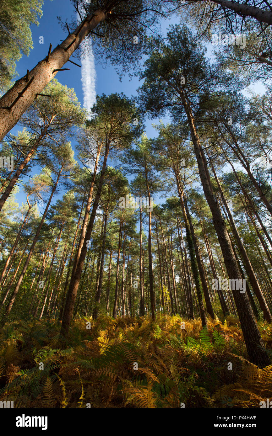 Una vista di pino silvestre, Pinus sylvestris e bracken su una giornata soleggiata con un cielo azzurro e di aeromobili sentiero di vapore nella nuova foresta Hampshire England Regno Unito. Foto Stock