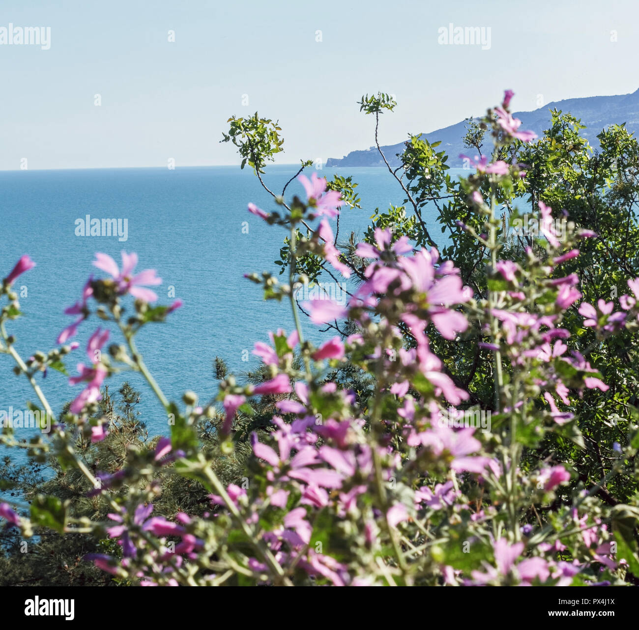 Fiori di colore rosa su sfondo blu del mare distanza alla giornata di sole Foto Stock