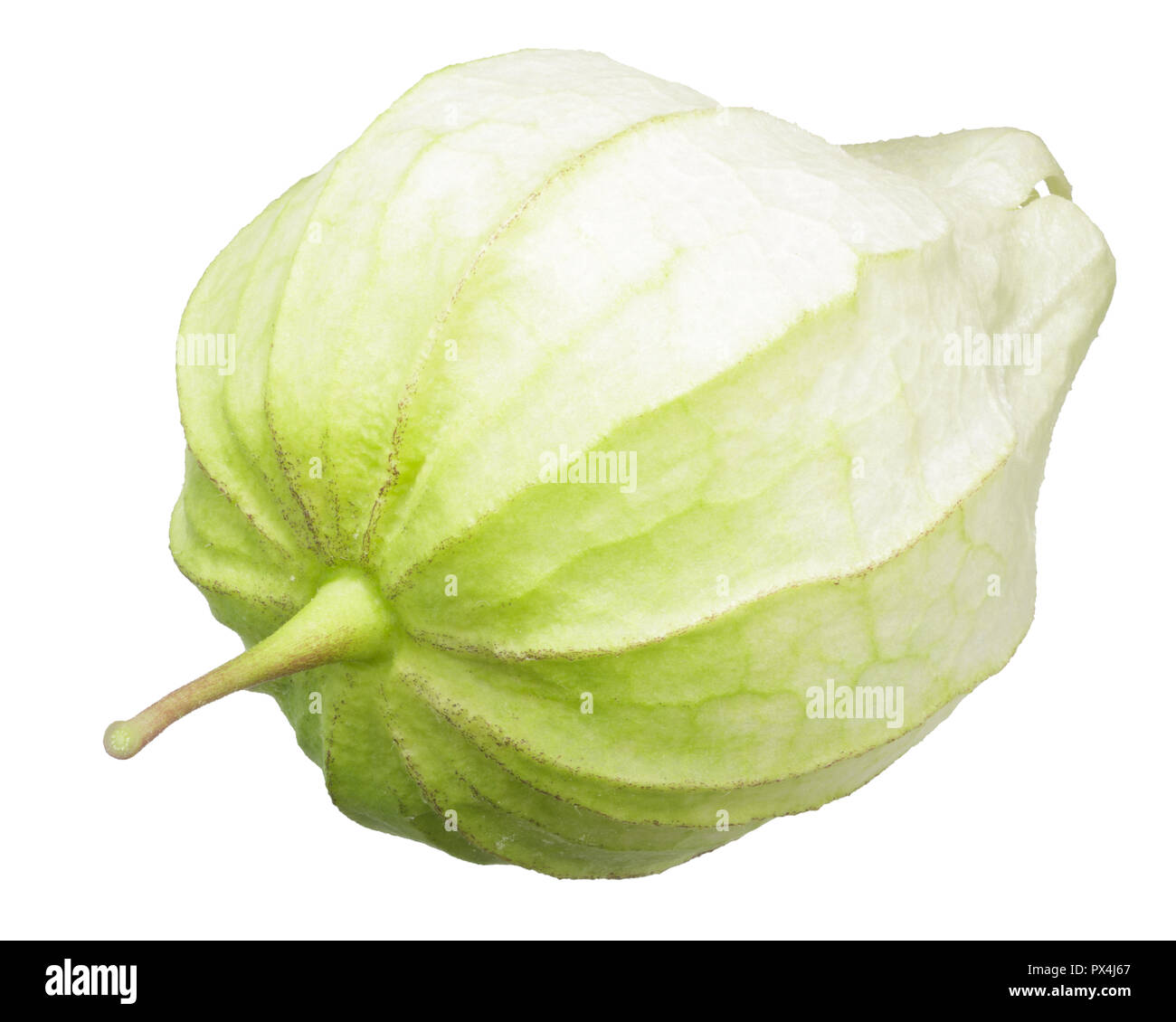 Physalis, Tomatillos o sansa messicano di pomodoro (Physalis philadelphica frutta), interi. Vista dall'alto, i tracciati di ritaglio Foto Stock