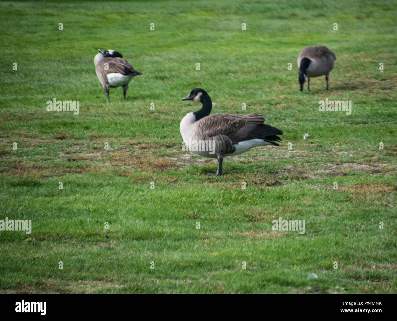 Impegnato a mangiare o la pulizia auto o in posa sono queste tre oche. Foto Stock