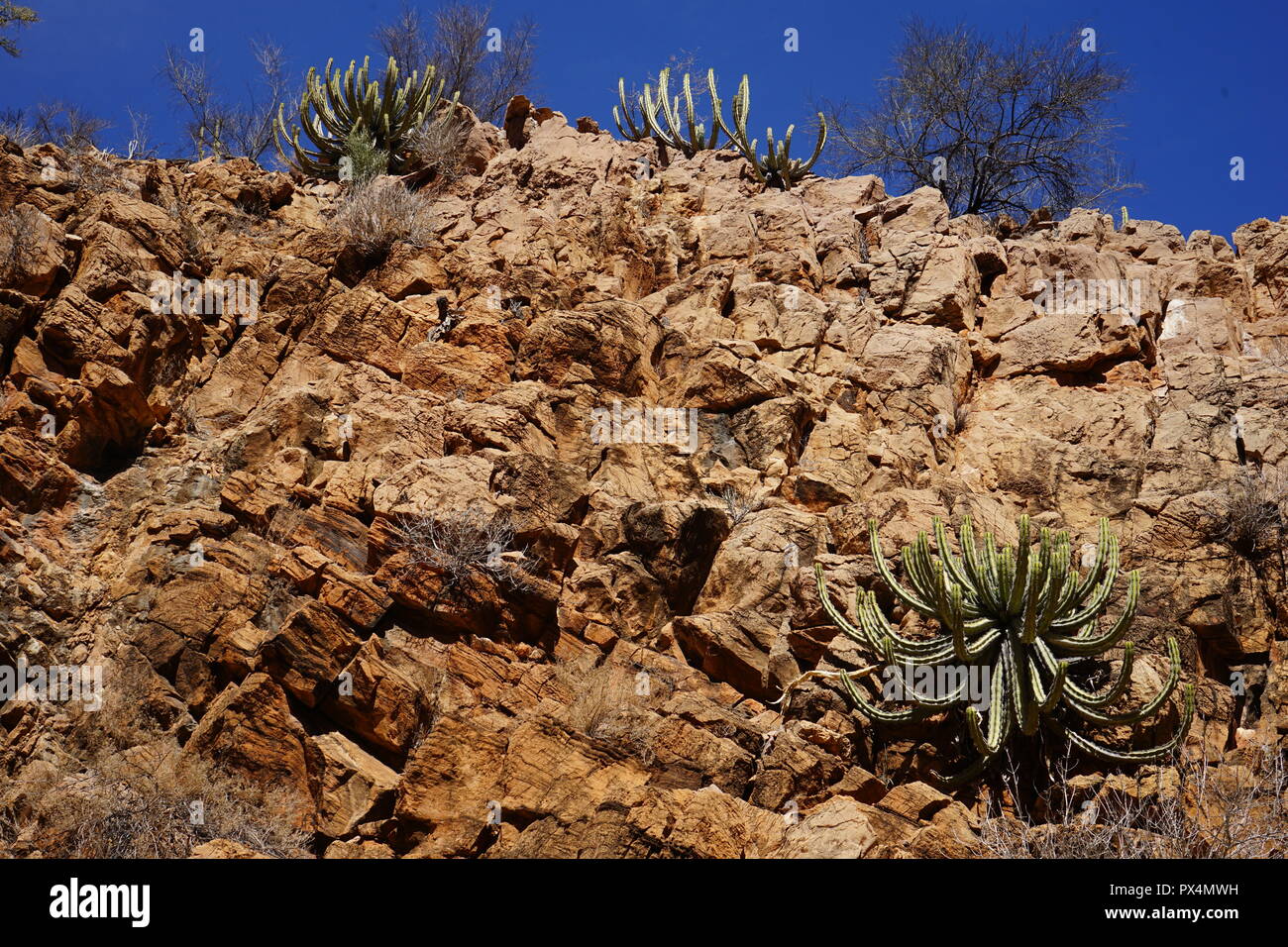 Felswand in einer Schlucht, OliveTrail, Naukluft Gebirge, Parco Namib-Naukluft, Namibia, Afrika / Namib-Naukluft National Park Foto Stock